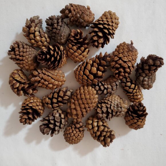 Natural Unscented Wooded Pinecones – Holiday Décor – Bag of (22) Pieces - Picture 3 of 4